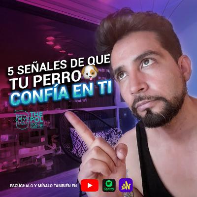 5 señales para saber si tu perro CONFÍA en ti