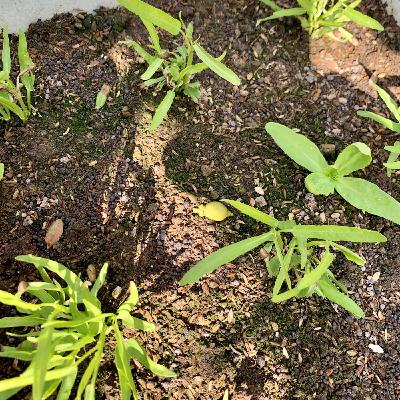 柚柚唸故事S3 EP1: 世界上最棒的聖誕樹