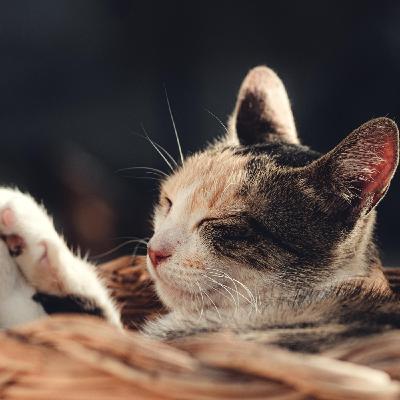 No.217 - Ronroneo de gato para dormir