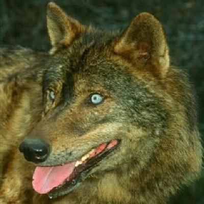 Entrevista a Carlos Sanz: Exposición Amigo Lobo en Villardeciervos. Hoy por Hoy. Cadena Ser. 27 julio 2022