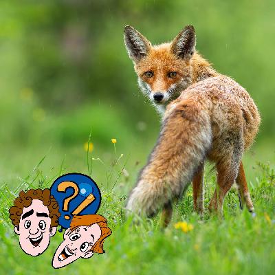 Hat ein Fuchs eine Gans je wieder hergegeben?
