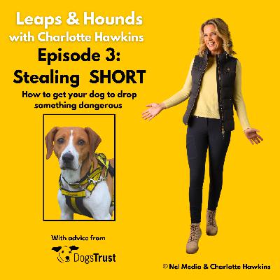 Episode 3: Stealing SHORT How to get your dog to drop something harmful 90secs Episode 3: Stealing SHORT How to get your dog to drop something harmful 90secs