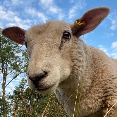 My vegan activism is working: The proof
