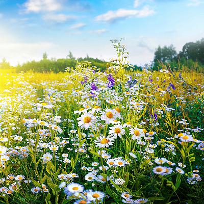 Movement Two - What the Flowers in the Meadow Tell Me (S3, Ep.2) Movement Two - What the Flowers in the Meadow Tell Me (S3, Ep.2)