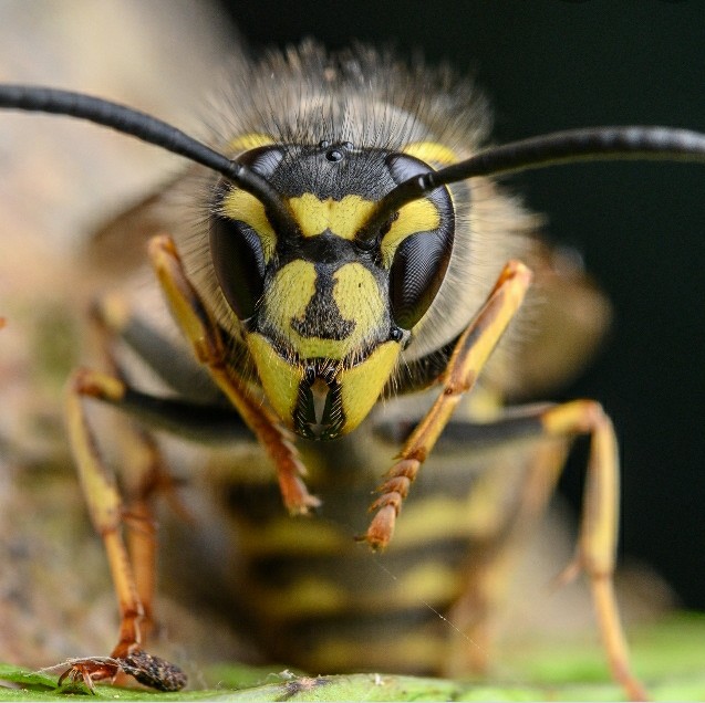 Ch 9 Fly breaks from Wasp episode artwork