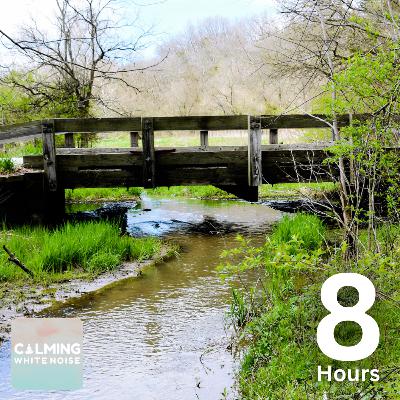 Forest Creek at Dawn | Peaceful Water & Birdsong for Relaxation