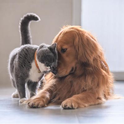 Podcast seguros mascotas
