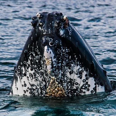 What Is Commensalism?