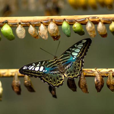 What is transformational coaching?