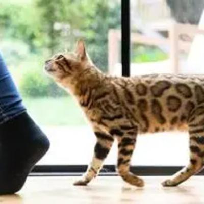 Part 1: Why Does My Cat Follow Me