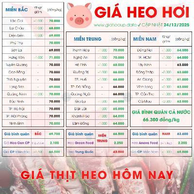 GIÁ LỢN HƠI 24/12/2025 ✅ GIÁ THỊT HEO HÔM NAY & TIN TỨC CHĂN NUÔI #GIAHEOHOI #GIATHITHEO #TET2026