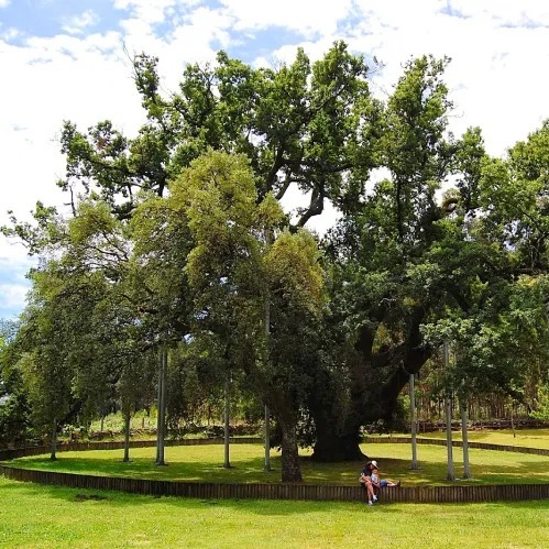 A Nova lista de espécies e híbridos de Carvalhos da Flora Portuguesa A Nova lista de espécies e híbridos de Carvalhos da Flora Portuguesa