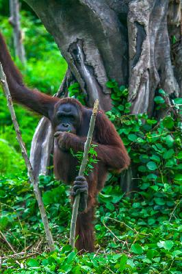 Sumatran Orangatan Sumatran Orangatan