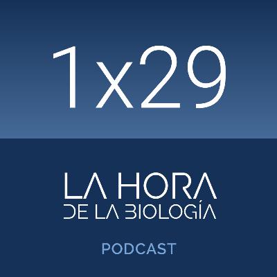 1x29: ¿Qué fue primero, el huevo o la gallina?