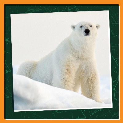 Winter Wonders: A Polar Bear Surprise on Arctic Waters