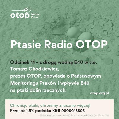 Tomasz Chodkiewicz opowiada o monitoringu ptaków nad Wisłą i wpływie drogi wodnej E40 na ptaki gniazdujące w korycie rzeki