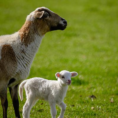 Intieme relatie & groene weide Intieme relatie & groene weide