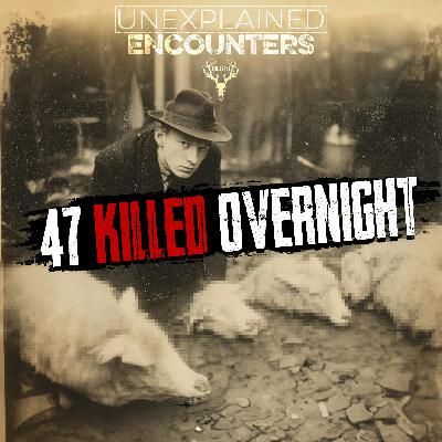 What Killed 47 Sheep Overnight in the North Cascades?