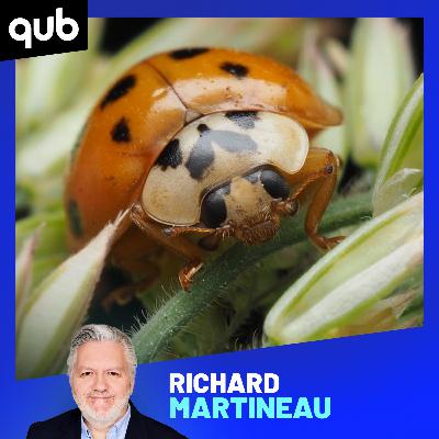 Espèce exotique envahissante: «Les coccinelles asiatiques volent de manière frénétique lorsqu’il fait chaud», explique cet entomologiste