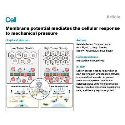 322-膜电位感知机械力与细胞密度调控