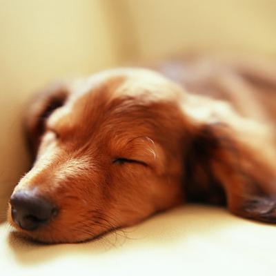 Tranquil Tunes and Natural Serenity: A 1-Hour Journey to Soothe Dogs, Ease Anxiety, and Promote Restful Sleep