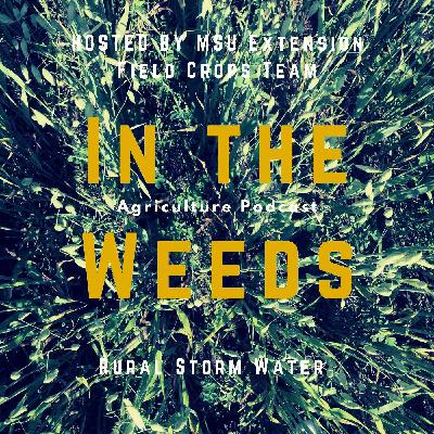 In the Weeds: Rural Storm Water