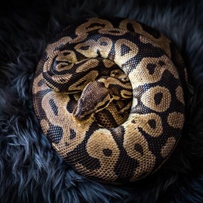Python Takes Some "Me" Time