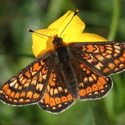 Are butterflies finally flying high again this year?