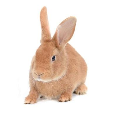 Le Lapin