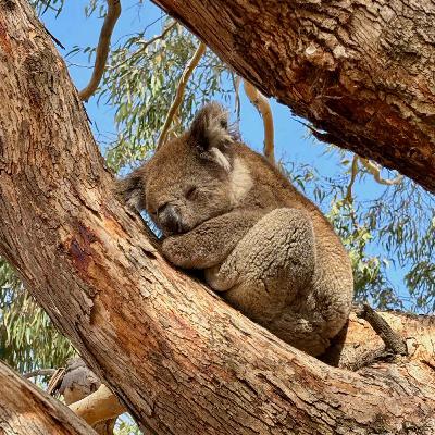 #31: How to Pack Lighter Than Ever, On Tour on Kangaroo Island in South Australia, Oceanview Eco Villas, Understanding Regenerative Travel