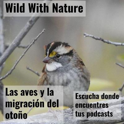 Las aves y la migración del otoño