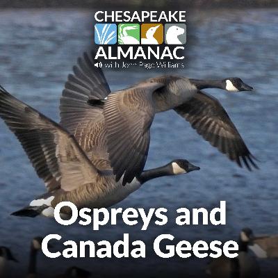 October Travelers: Ospreys and Canada Geese