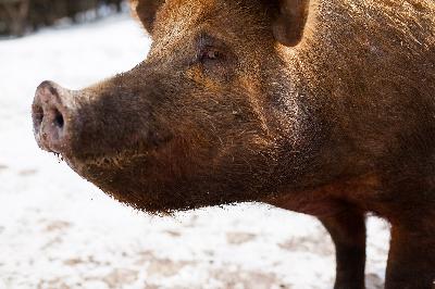 Animal Town Restaurant Animal Town Restaurant