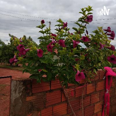 Reze o terço cantando com Evangelista Costa ao som do piano.