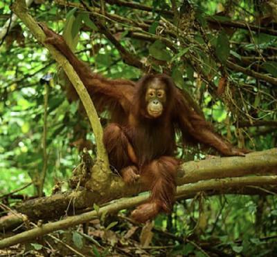 Mongabay Snaps: Lima Cerita Kerentanan di Tengah Geliat Pembangunan