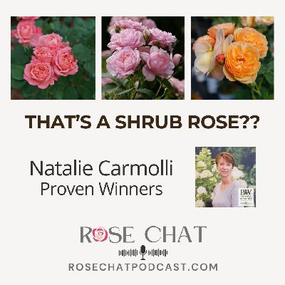 THAT’S A SHRUB ROSE??