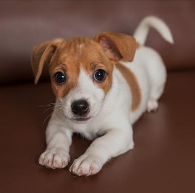 #13 WHAT THE PUPPY SAW: THE DRIVE-IN PART 2