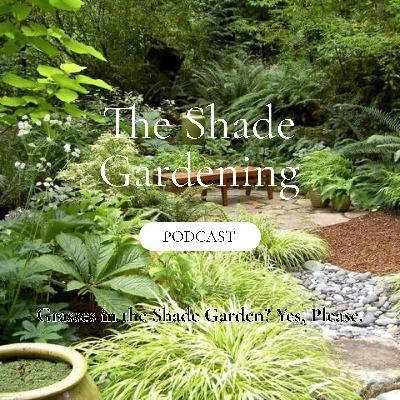 Grasses in the Shade Garden? Yes, Please.