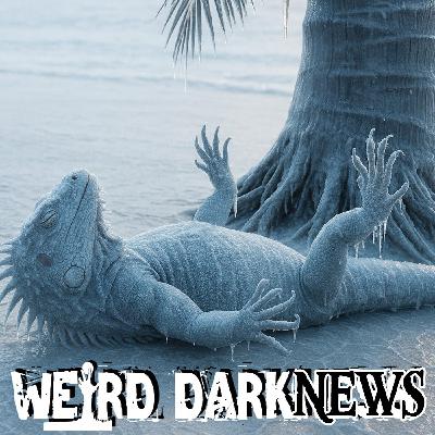 Bitterly Cold With a Chance of Falling Frozen Iguanas