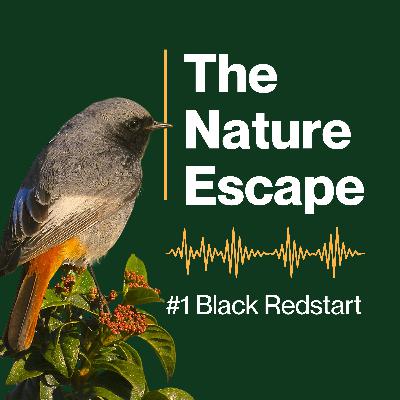Black Redstart Black Redstart