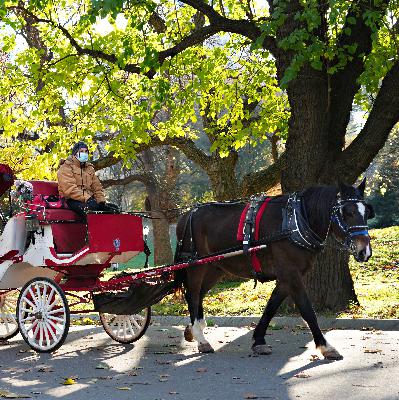 Proposed ban on NYC horse-drawn carriages fails in committee