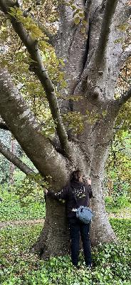 Episode 14: Garden visits with majestic trees, tree maintenance, leaf curl