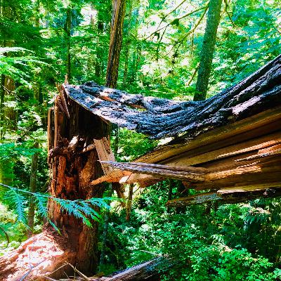 Pain is temporary, suffering is inability to precise process.