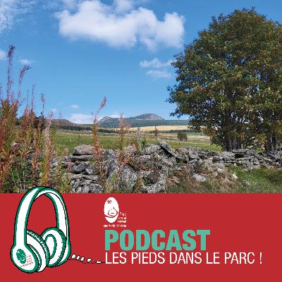Les pics de fréquentation touristique – LES PIEDS DANS LE PARC – octobre 2023