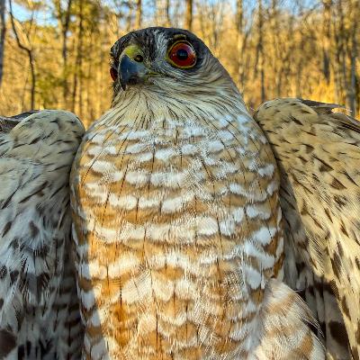 #32—Sharp-shinned Hawk (Alias “Little Blue Darter”)