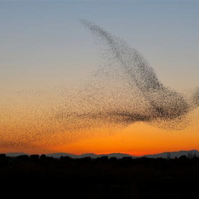 Either Birds Or Ghosts