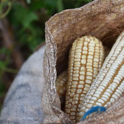 “El próximo año será el más bajo en produccion de maíz”: Anaya