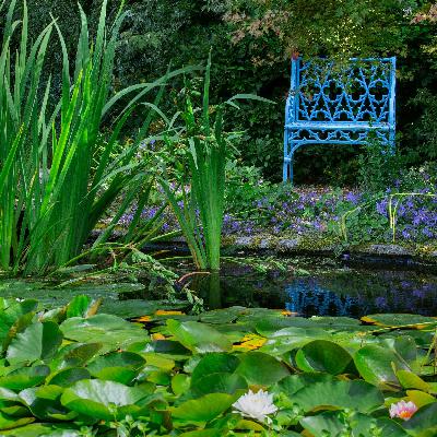 Tiny Wetlands, Big Impact: The Wildlife Power of Garden Ponds