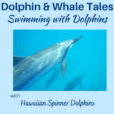 3 Swimming with Wild Dolphins
