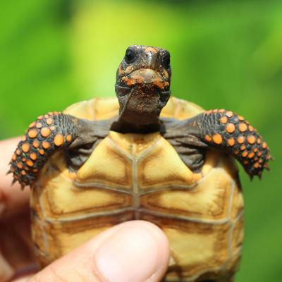 #TáPublicado [EP06] :: Dieta de jabutis filhotes